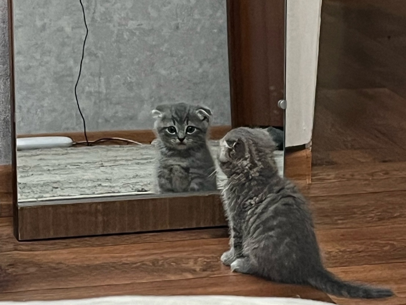 Наш пушистый друг 😻
